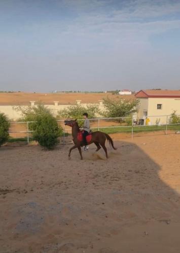 Sharjah Other | مزرعة العائلة