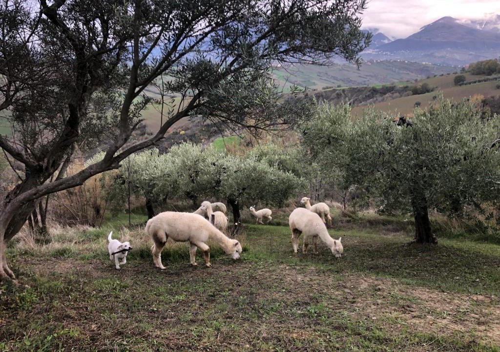 San Vincenzo-Cerchiara House | Alpacafarm Abruzzovakantie