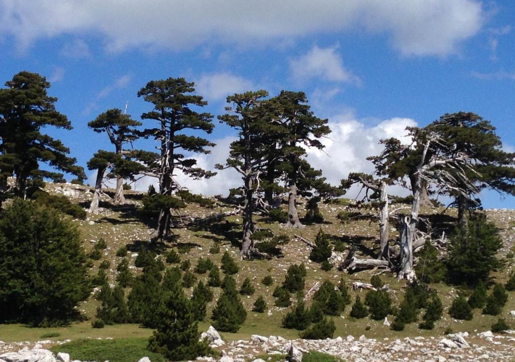 Viggianello House | "CUORE DEL POLLINO" Locazione turistica
