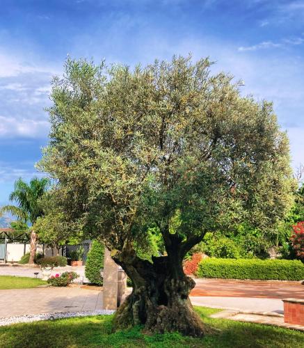 Poggiomarino Hotel | Hotel Ginevra