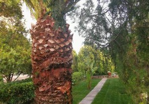 Le Palme di Riace 3