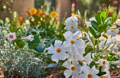 Marina Piccola Bed & Breakfast | To Be Capri Sea view Rooms