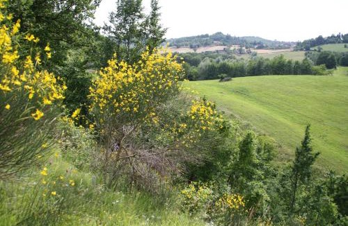 Selvapiana Apartment | Agriturismo Coradosso "Il Fienile"