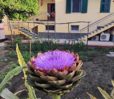 Naples Bed & Breakfast | Antoniet