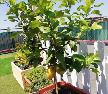 Pozzuoli Bed & Breakfast | B&B FLAVIO