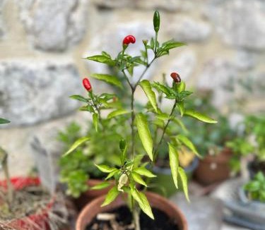 Teverina di Cortona Bed & Breakfast | B&B Il Casale Del Ginepro