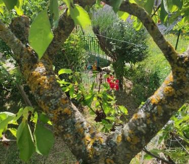 Rionero Sannitico House | Casa Vacanze Le Vigne