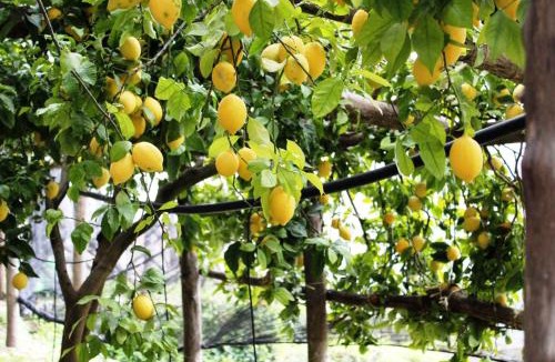 Pontone House | Poggio Angelarosa: Lemon Garden Stay&Relax