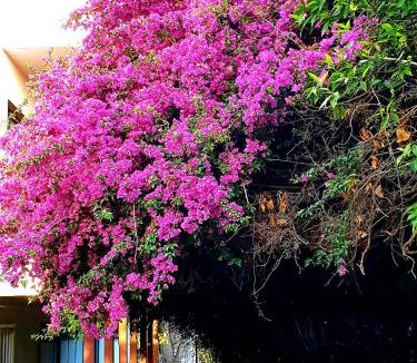 Trecase House | QUIET HOUSE GARDEN NAPLES-POMPEI-SORRENTO
