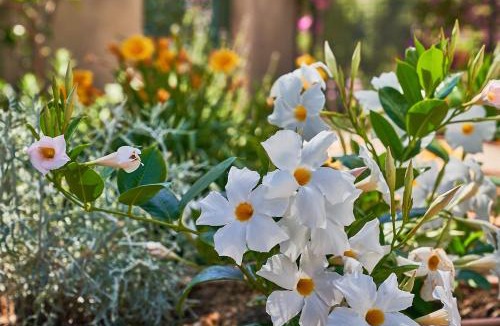 Marina Piccola Bed & Breakfast | To Be Capri Sea view Rooms