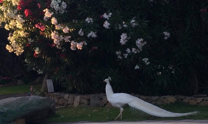 Porto Rotondo House | SINGLE HOUSE WITH POOL AND PARK ON PEACOCKS