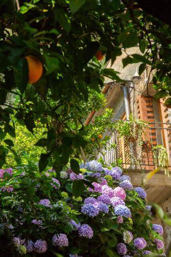 Photo of Others in Sant'Agnello