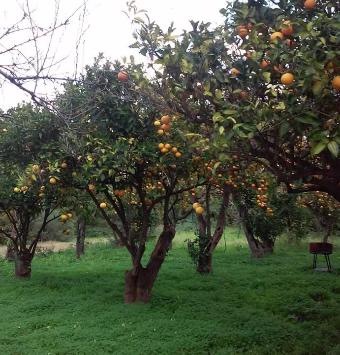 Photo of Others in Parghelia