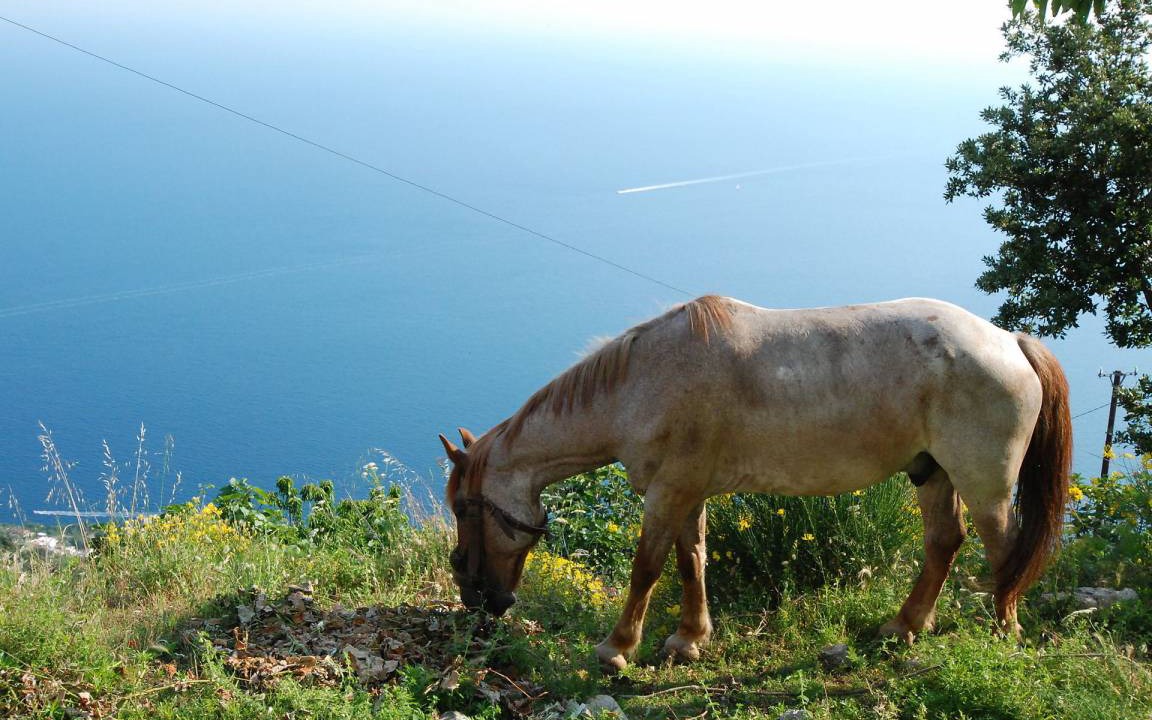 Photo of Others in Agerola