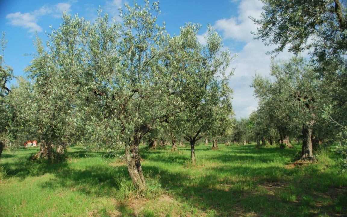 Photo of Others in Tocco da Casauria