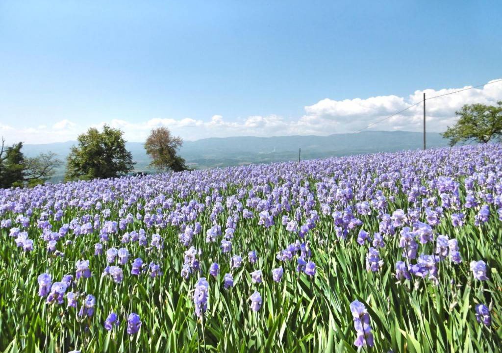 Photo of Outdoor in Castelfranco di Sopra