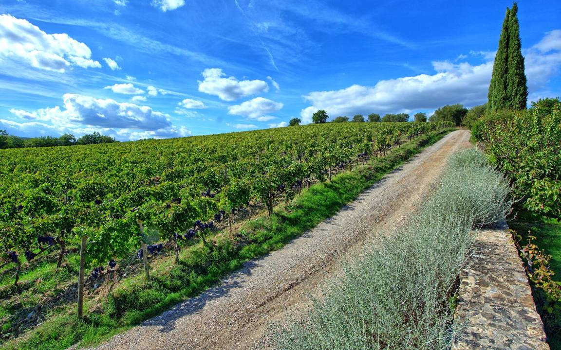 Photo of Others in Montalcino