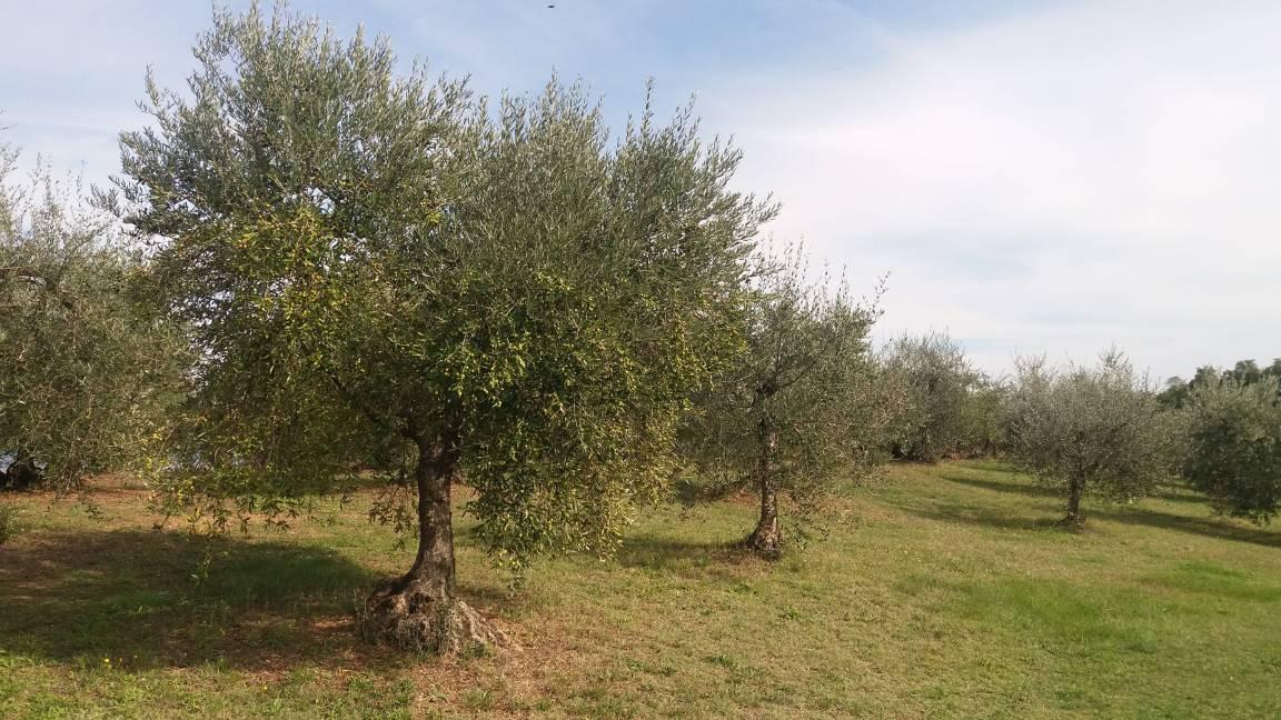 Photo of Others in Cortona