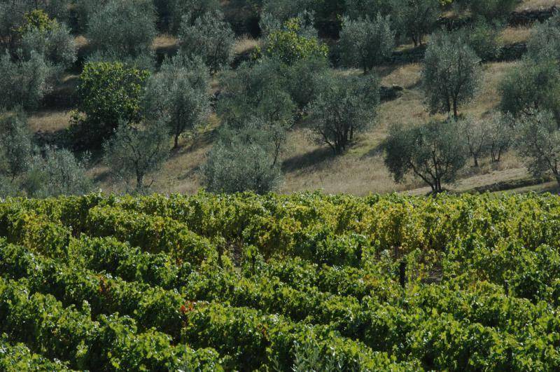 Photo of Others in Figline e Incisa Valdarno