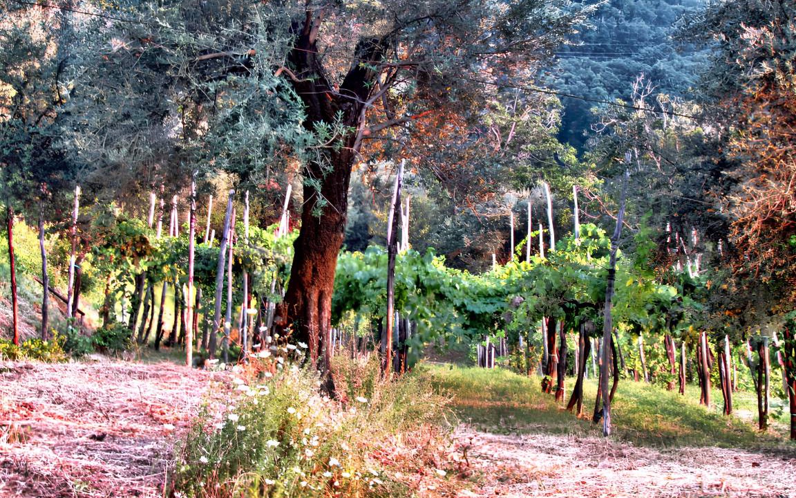 Photo of Others in Gragnano