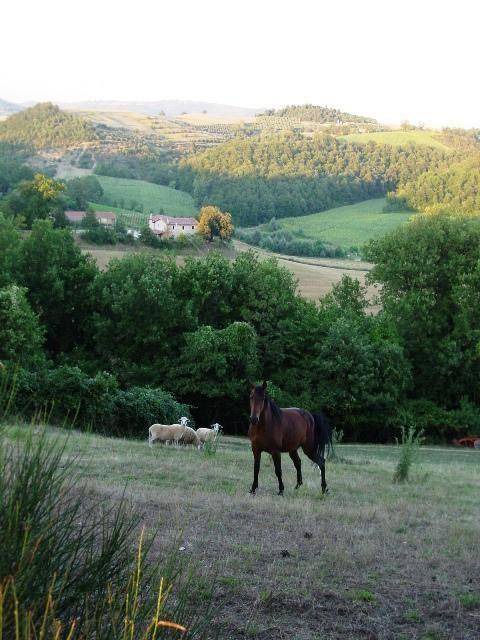 Photo of Others in Ramazzano