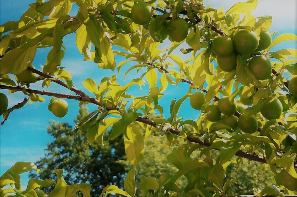 Photo of Outdoor in Serramonacesca