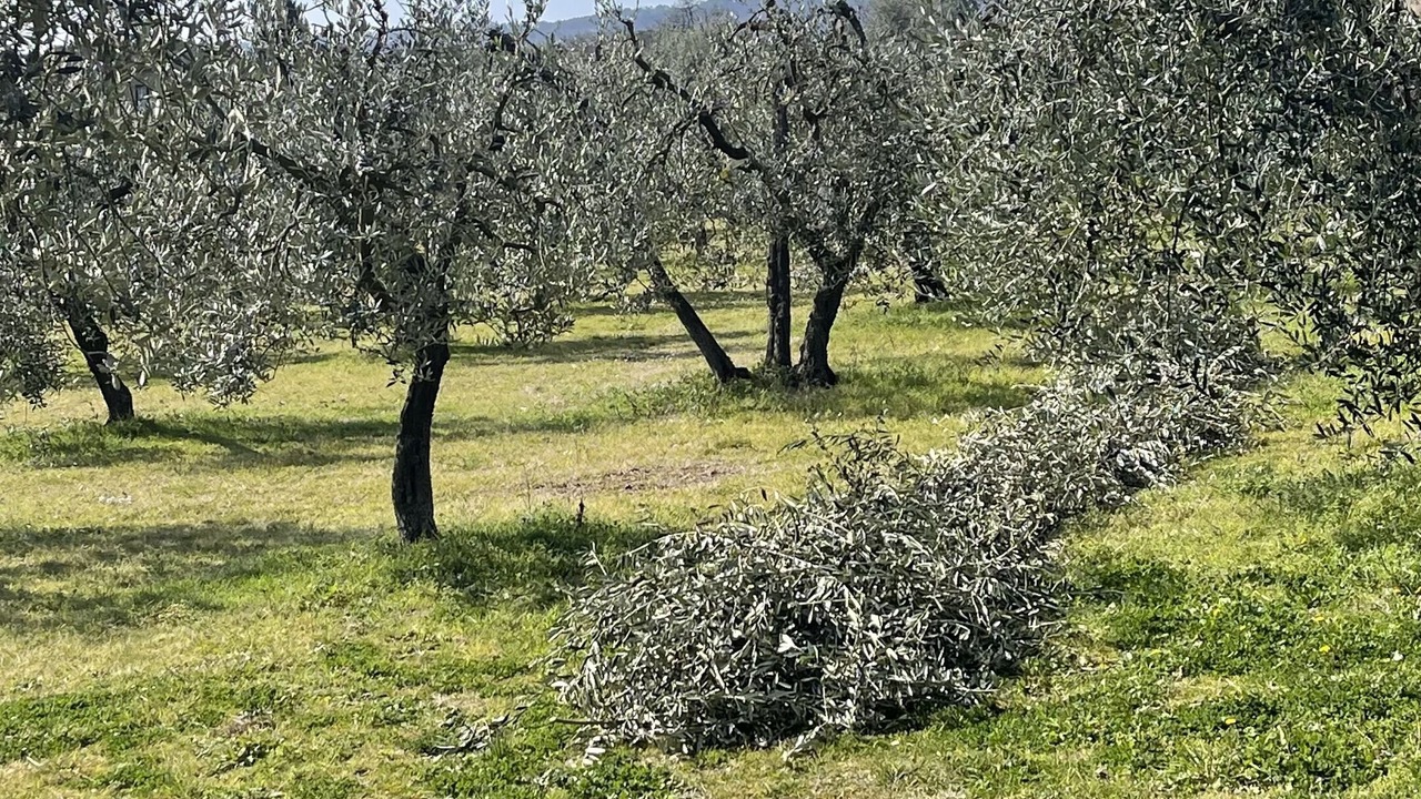 Photo of Others in Ciggiano