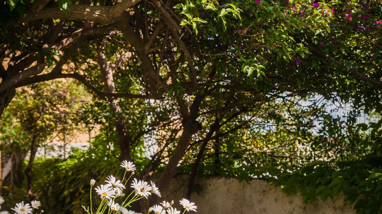 Photo of Others in Ischia Porto