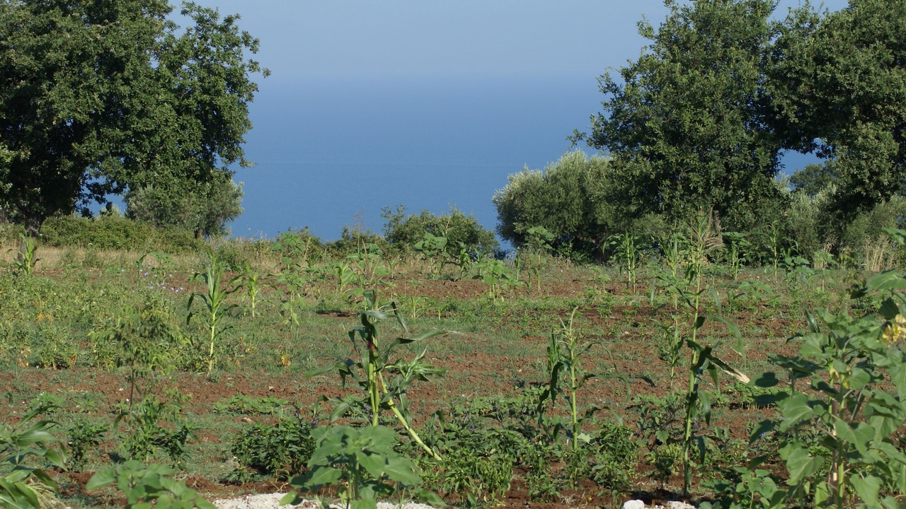 Photo of Others in Ricadi