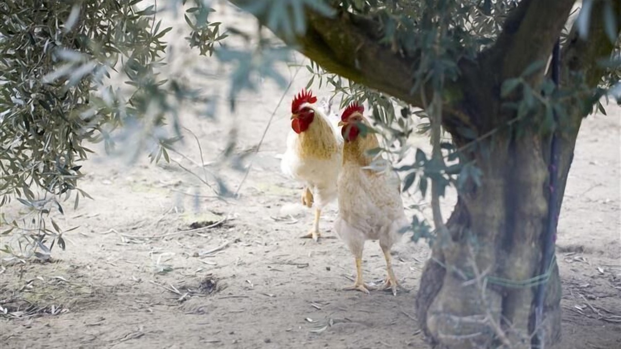 Photo of Others in Corigliano-Rossano