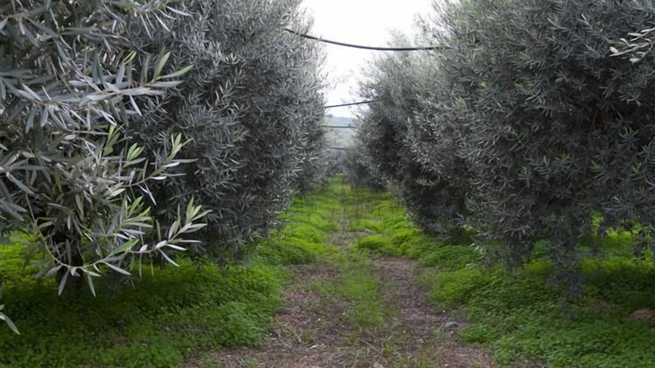 Photo of Others in Corigliano-Rossano