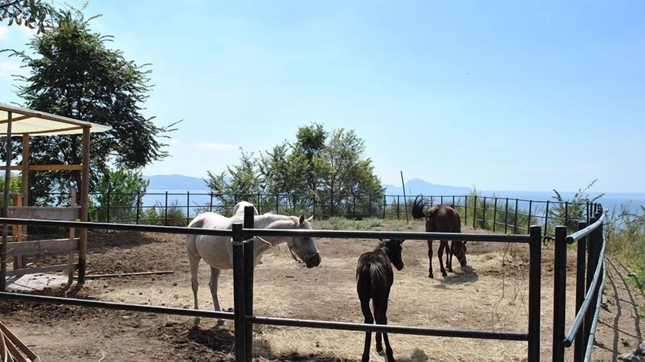 Photo of Others in Torre del Greco