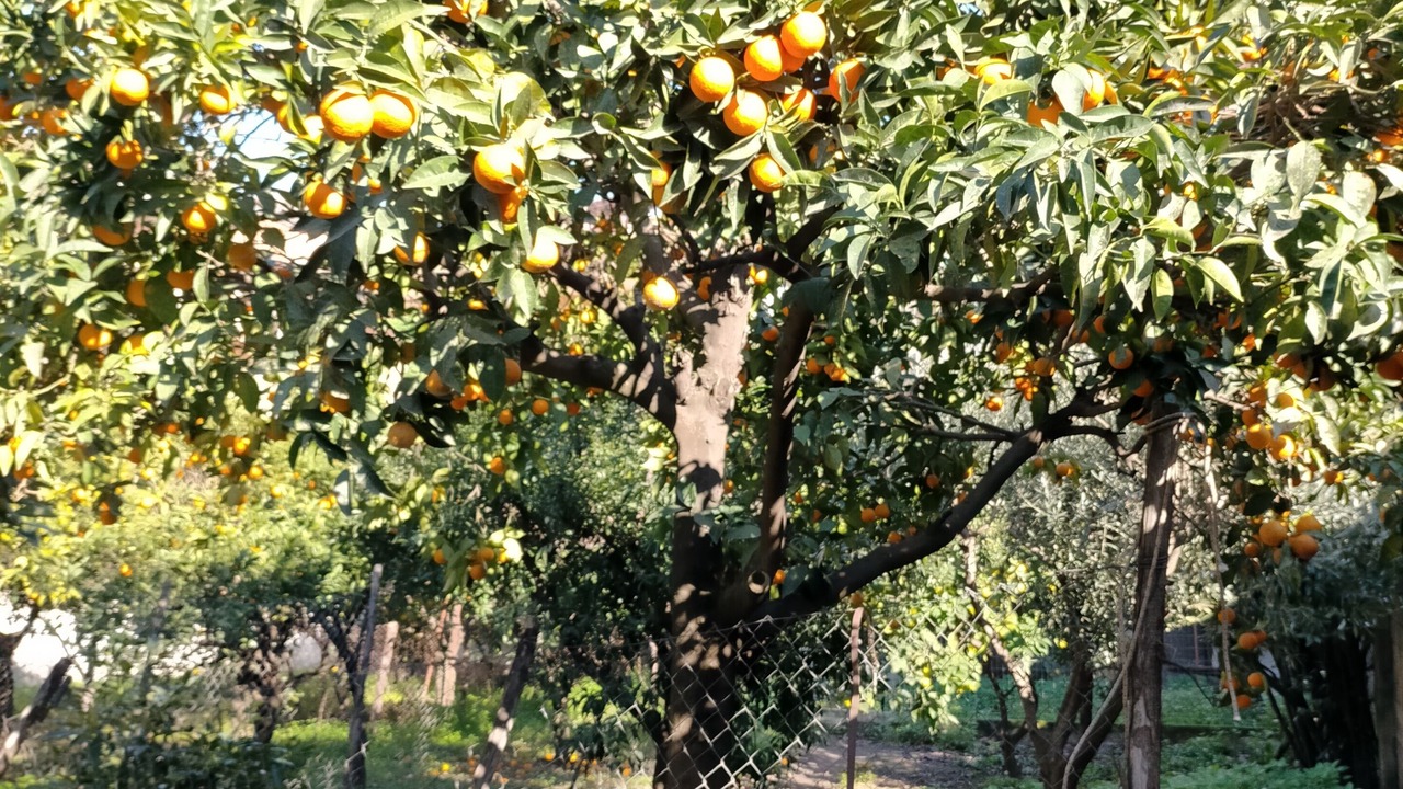 Photo of Outdoor in Scafati