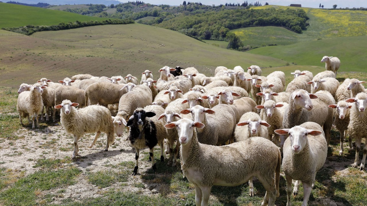 Photo of Others in Bollano