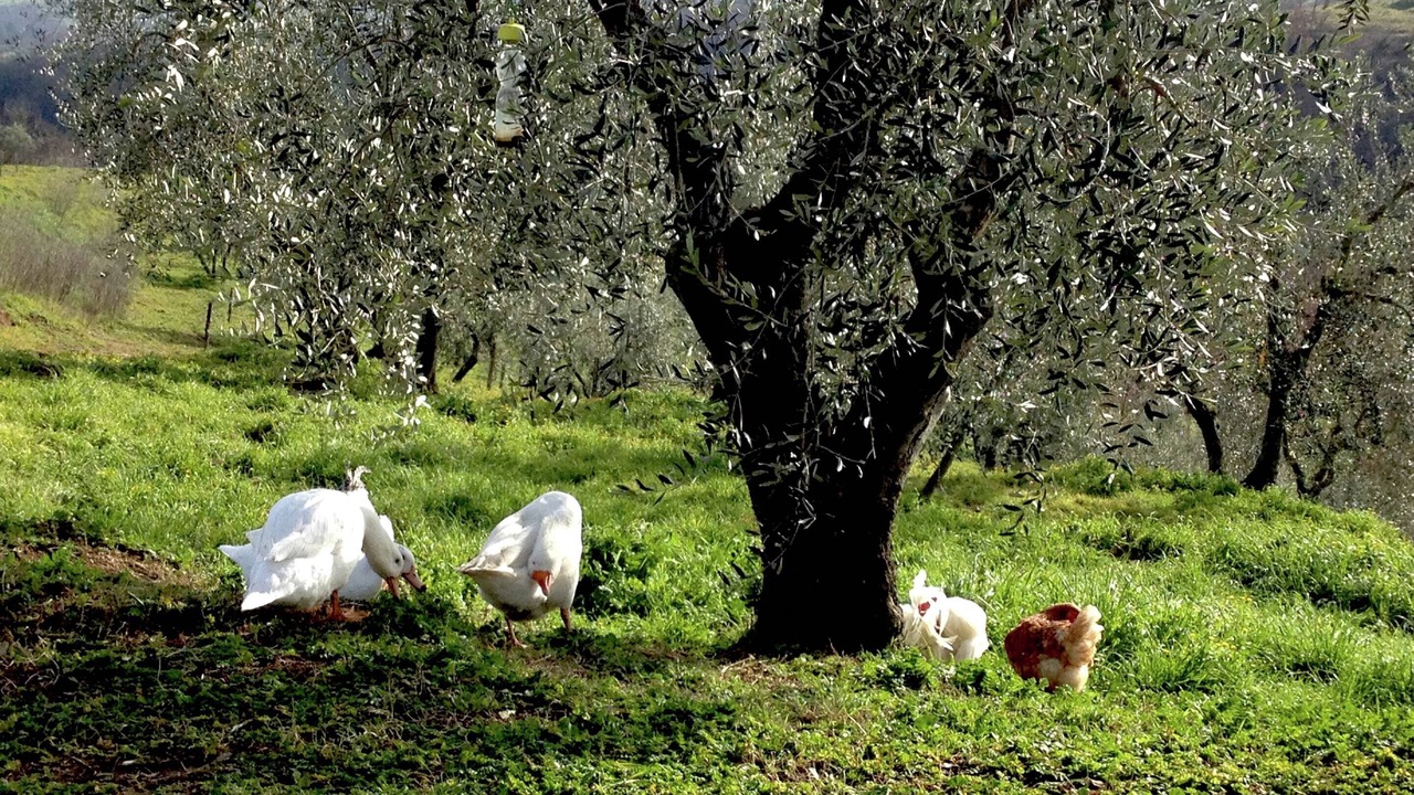 Photo of Others in Civitella d'Agliano