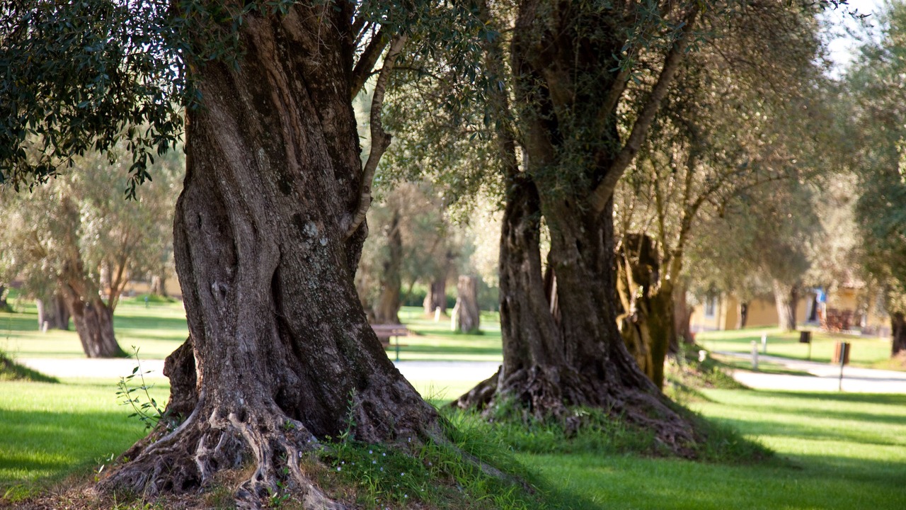Photo of Outdoor in Cittanova