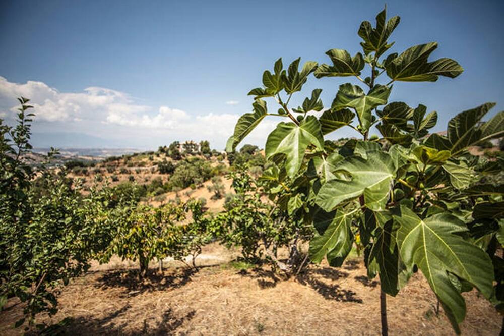 Photo of Outdoor in Santa Sofia dʼEpiro