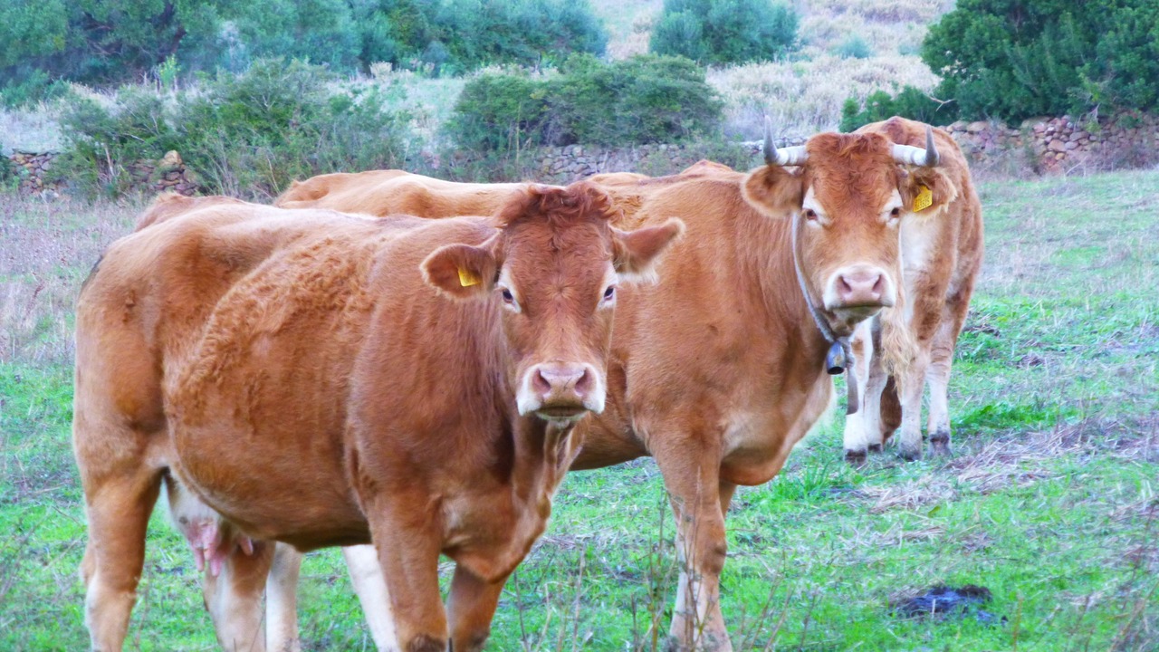 Photo of Outdoor in Capo Comino