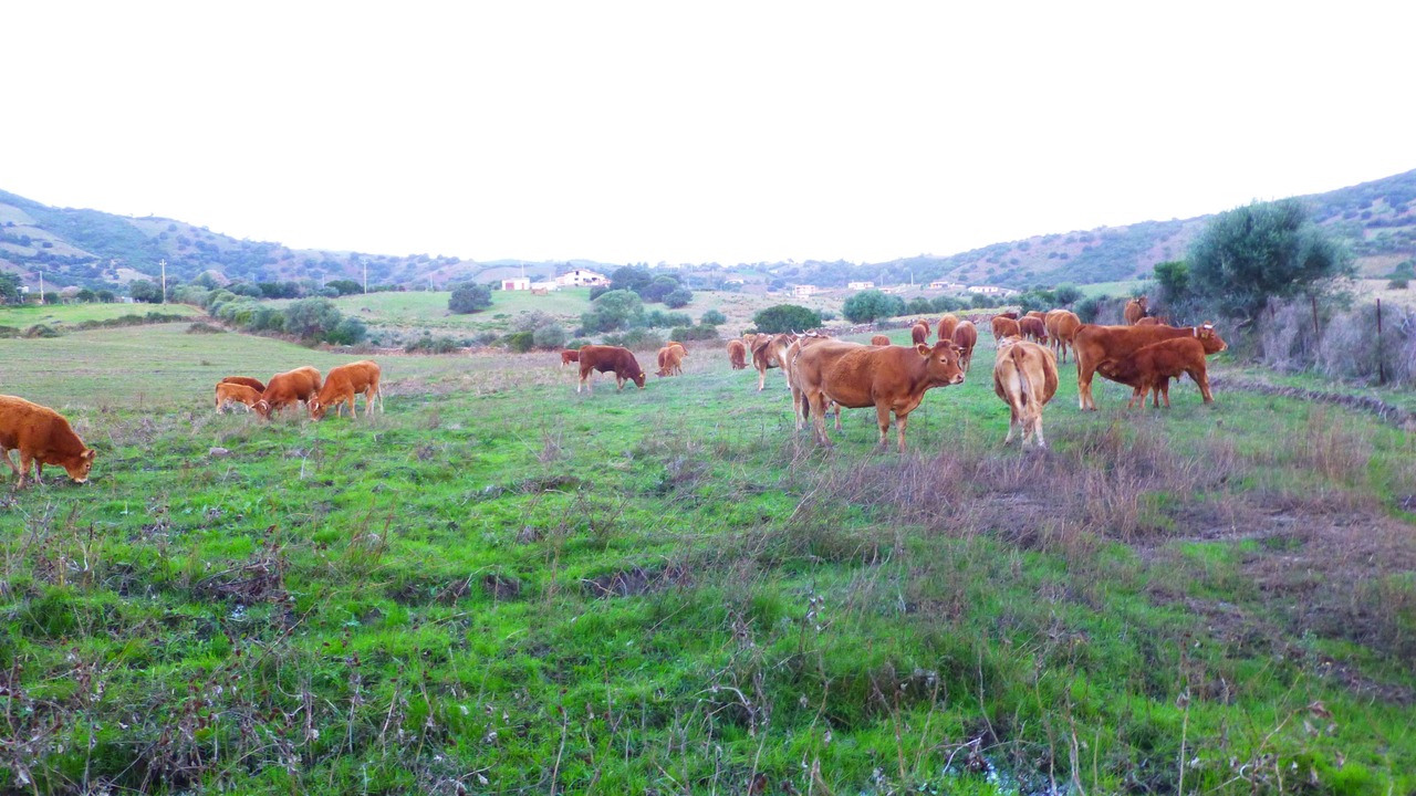 Photo of Outdoor in Capo Comino