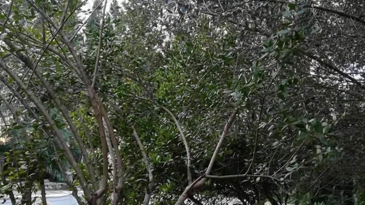 Photo of Outdoor in Torre Santa Susanna