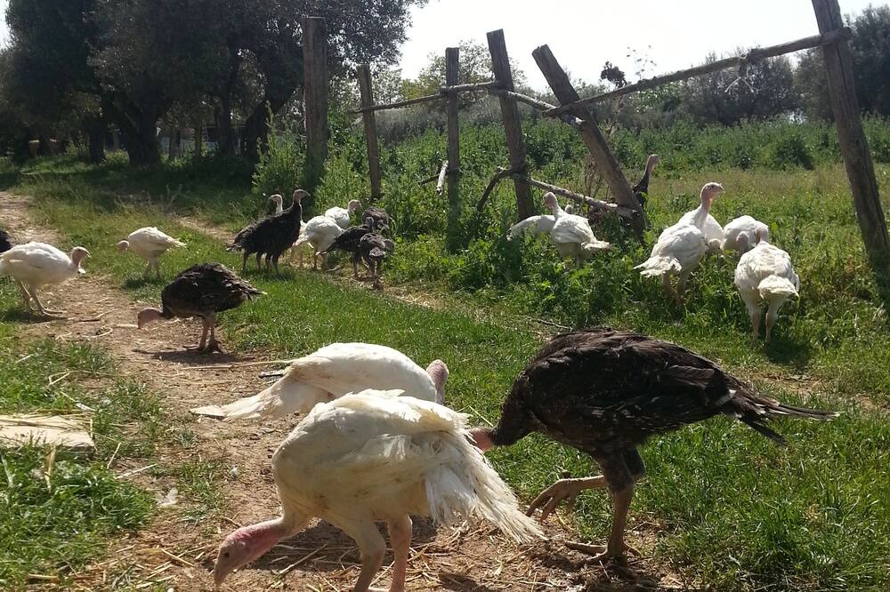 Photo of Others in Cepagatti