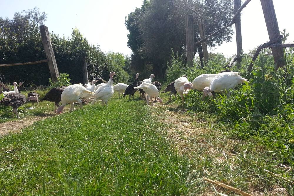 Photo of Outdoor in Cepagatti