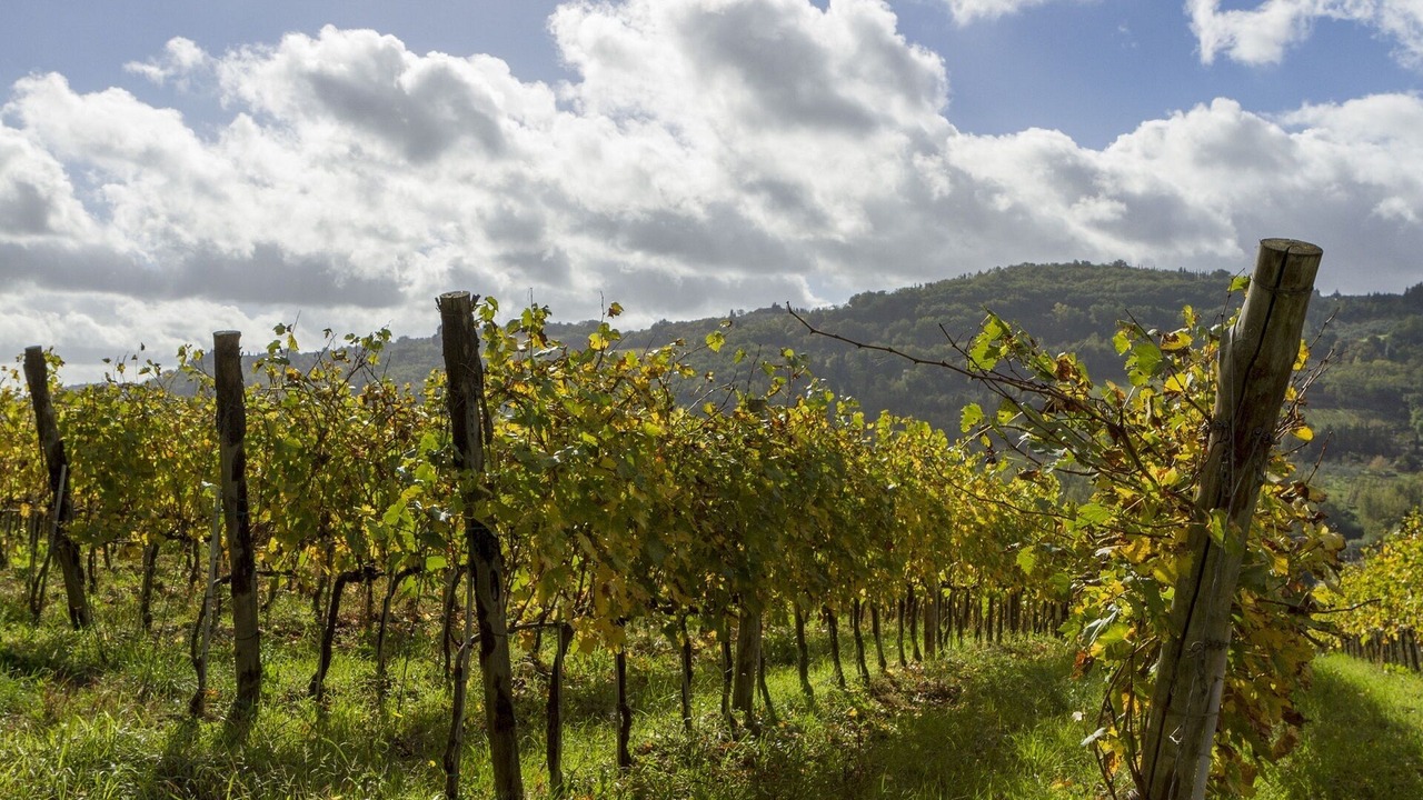 Photo of Others in San Casciano in Val di Pesa