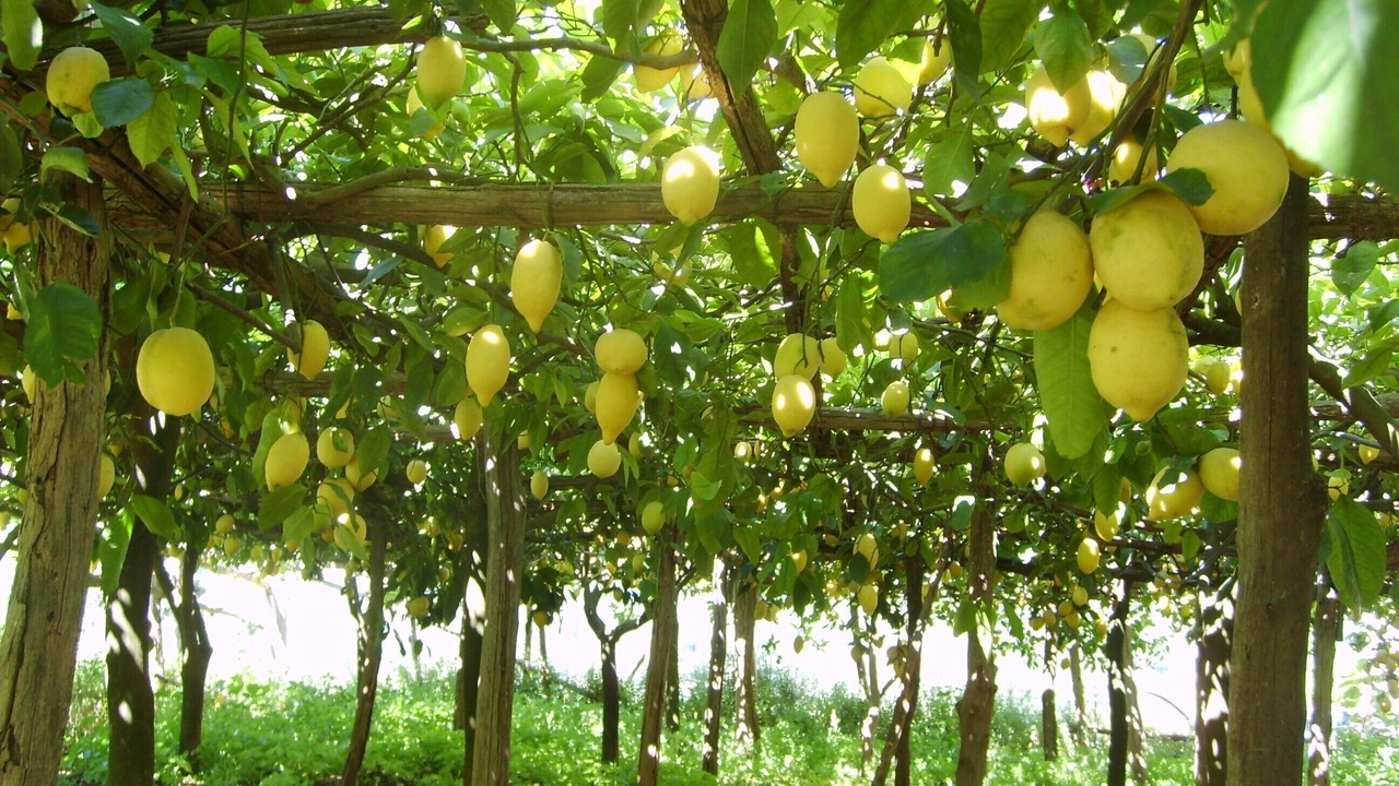 Photo of Outdoor in Campinola