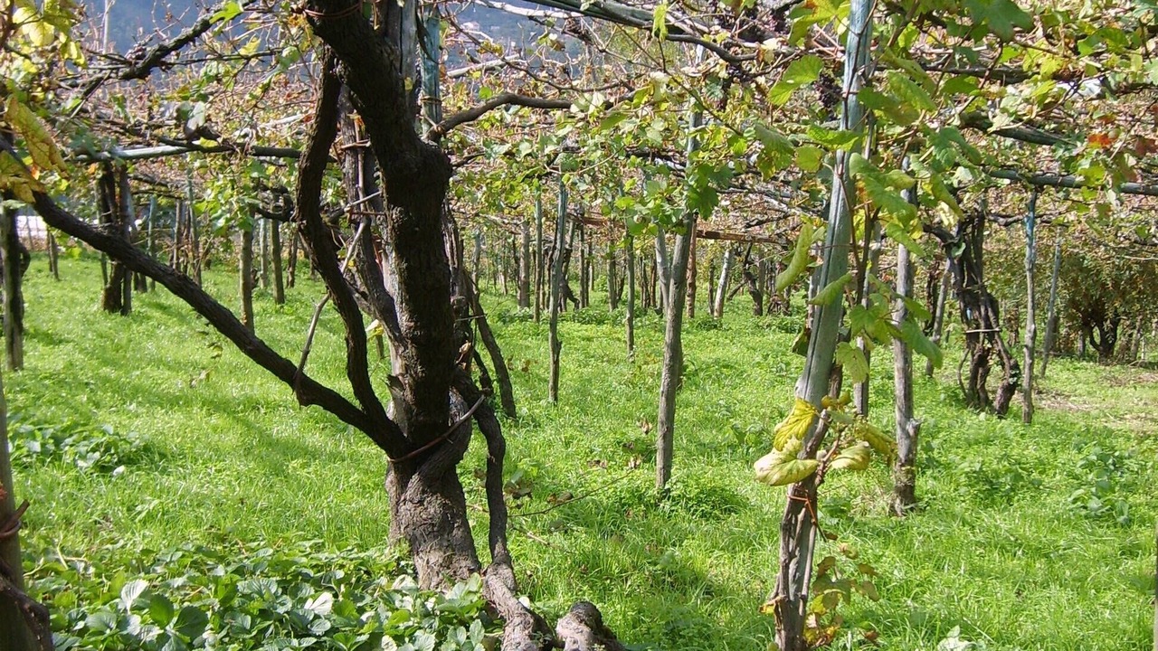 Photo of Outdoor in Campinola