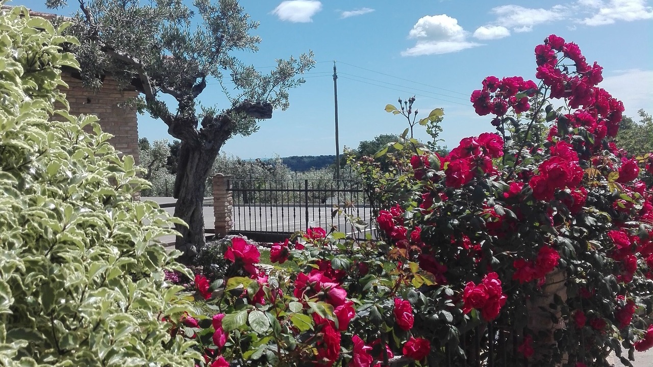 Photo of Outdoor in San Giovanni Teatino