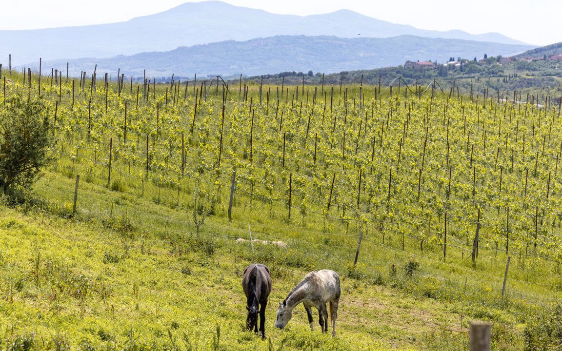 Photo of Outdoor in Monteroni d'Arbia