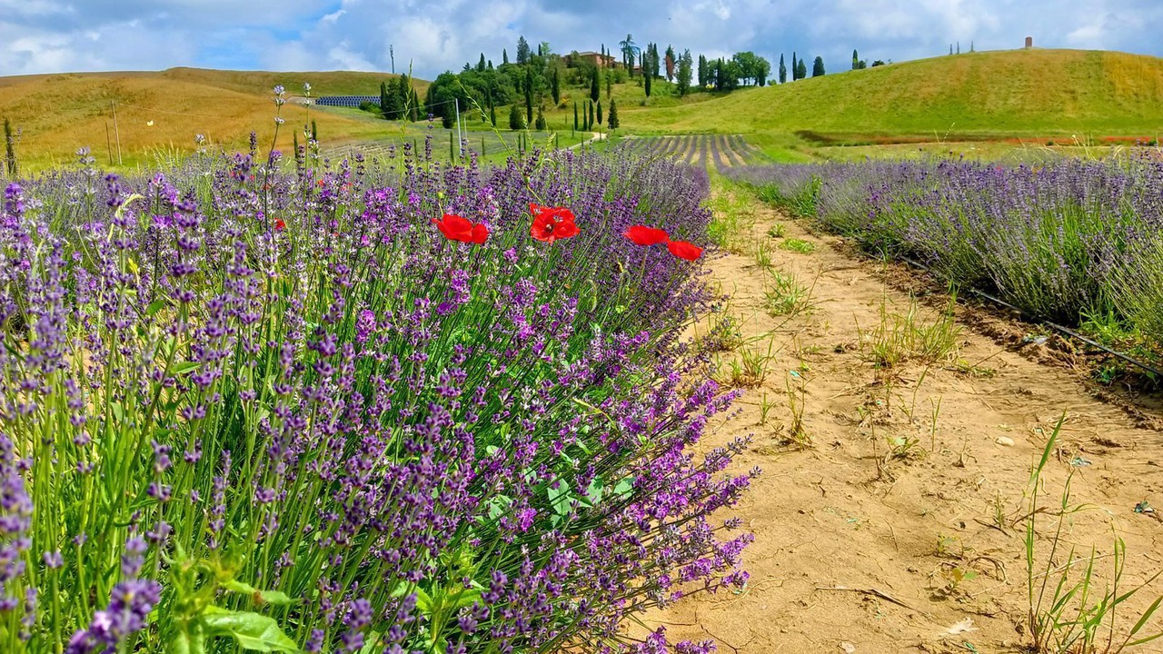 Photo of Others in Monteroni d'Arbia