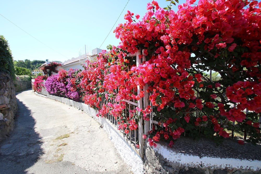 Photo of Outdoor in Lacco Ameno