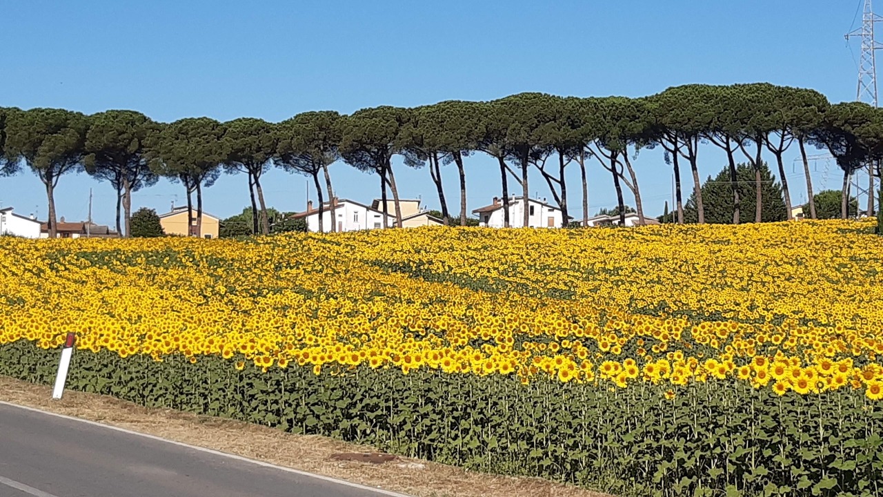 Photo of Outdoor in Piegaro
